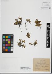Foto von Salix herbacea L.